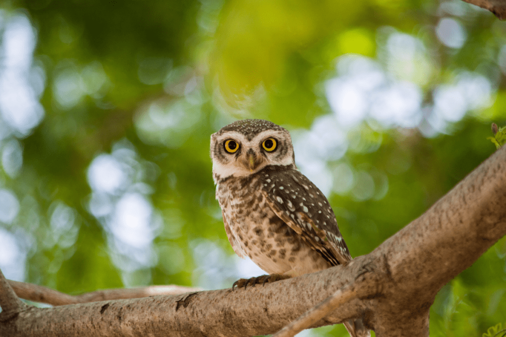 Celebrate Superb Owl Sunday in Iowa (no, it’s not a typo!)