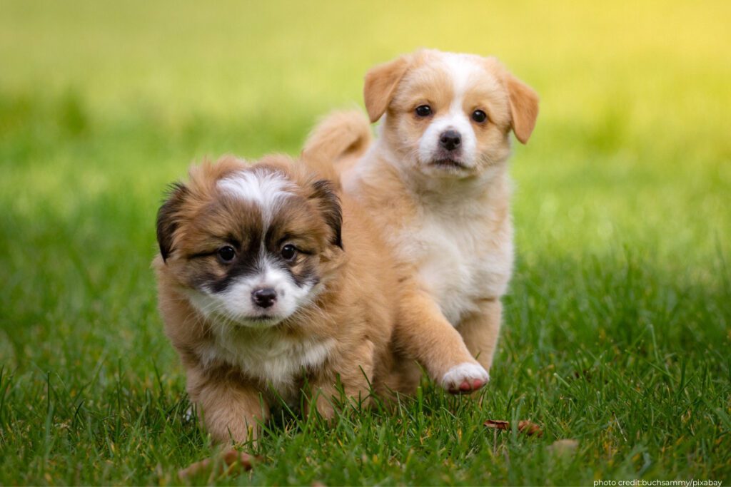 Stock image of two puppies in a grassy field looking toward the camera